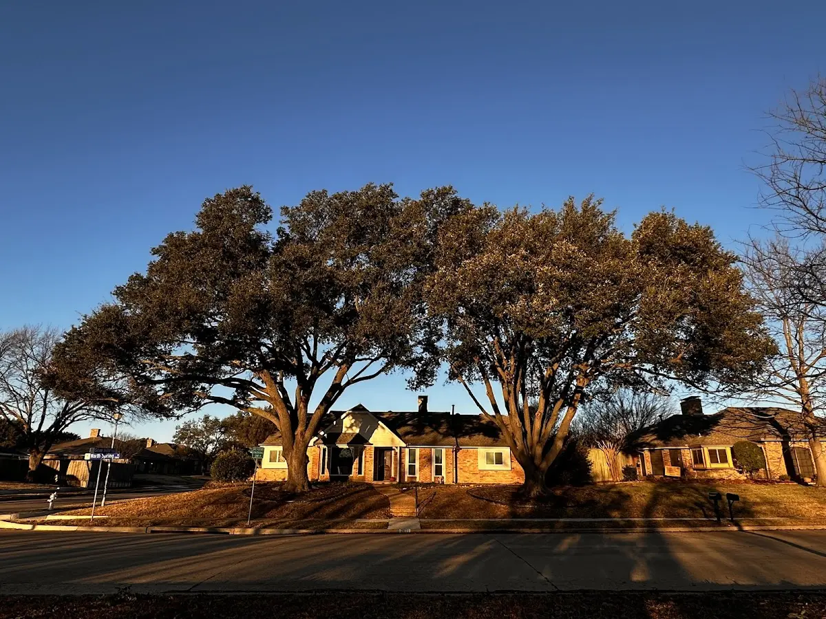 Established residential canopy tree shading a home in Fort Collins