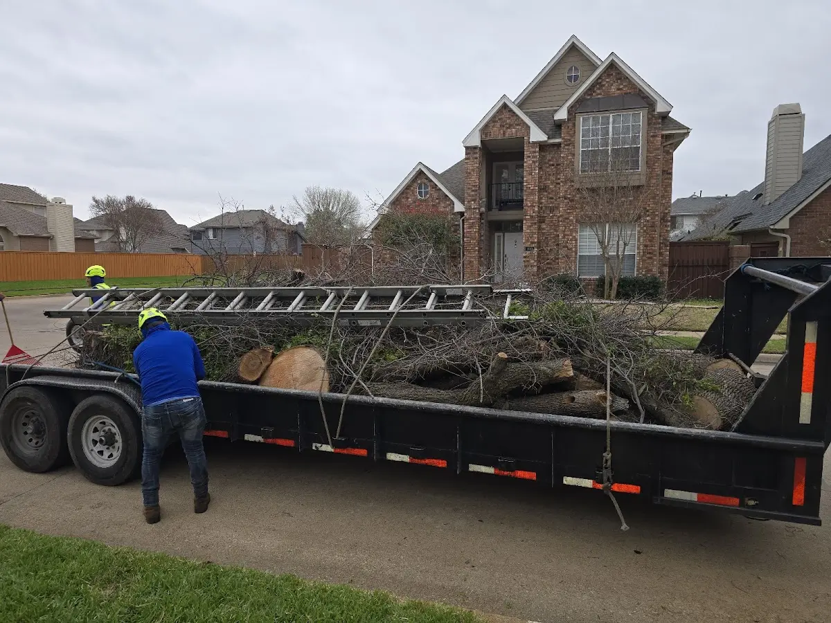 Expert Crown Reduction with proper safety equipment in Fort Collins